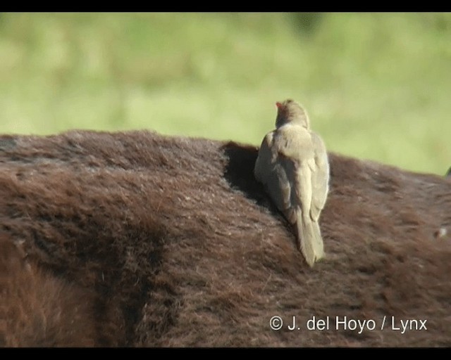 Picabueyes Piquirrojo - ML201253171