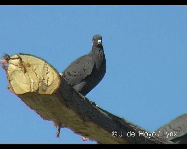White-collared Pigeon - ML201253201