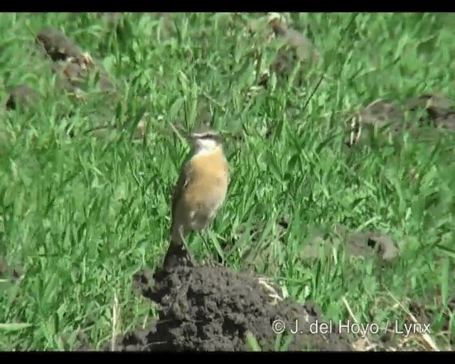 Rusty-breasted Wheatear - ML201253251