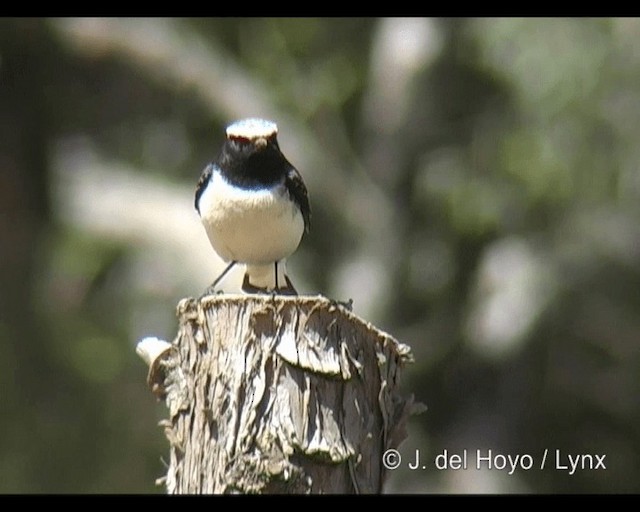 Pied Wheatear - ML201253291