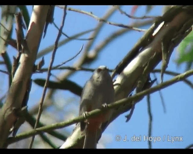Abyssinian Catbird - ML201253301