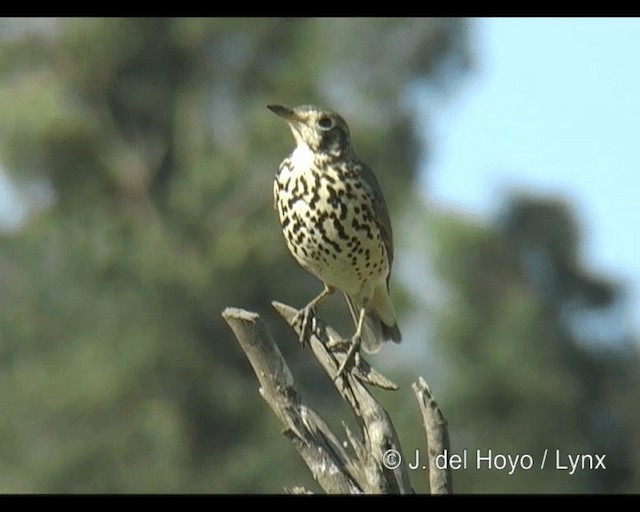 Ethiopian Thrush - ML201253311