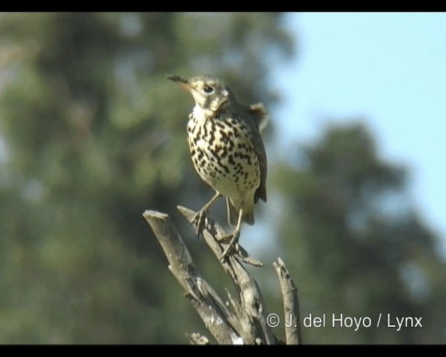 Zorzal Litsitsirupa (simensis) - ML201253321