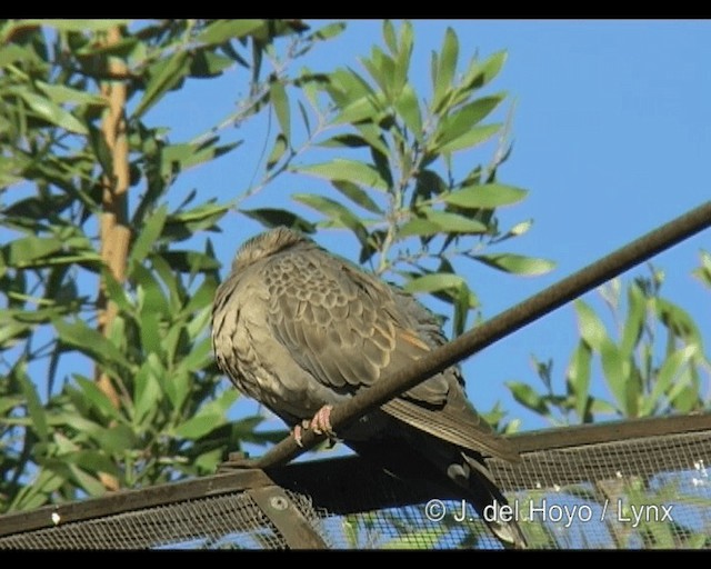 Dusky Turtle-Dove - ML201253331