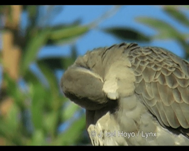 Dusky Turtle-Dove - ML201253341