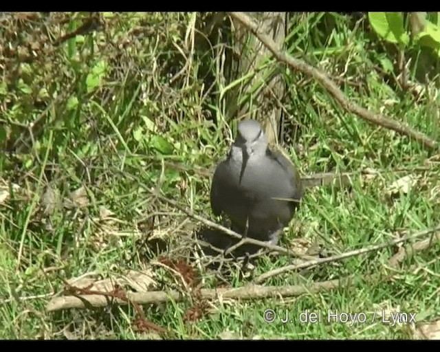 Dusky Turtle-Dove - ML201253351