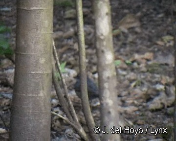 Andean Slaty Thrush - ML201253421