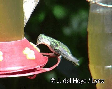 Green-and-white Hummingbird - ML201253451