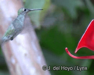 Green-and-white Hummingbird - ML201253461