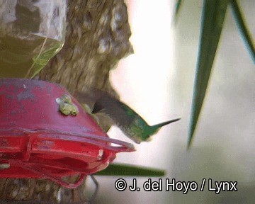 Colibrí de Raquetas Faldirrojo (annae) - ML201253501