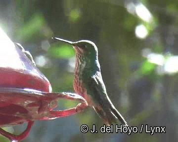 Rufous-booted Racket-tail (Anna's) - ML201253511