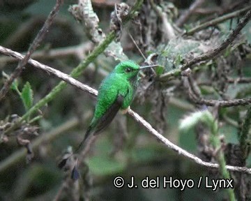 Colibrí de Raquetas Faldirrojo (annae) - ML201253521