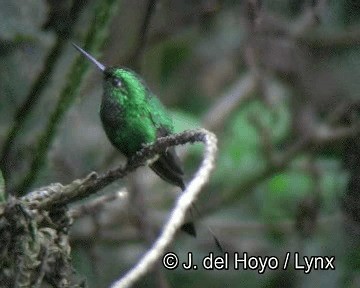 Colibrí de Raquetas Faldirrojo (annae) - ML201253531