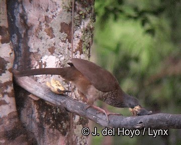 Speckled Chachalaca (Speckled) - ML201253571