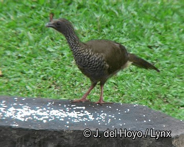 Chachalaca Moteada (guttata/subaffinis) - ML201253591