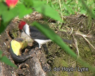 Schwarzkehltangare (gularis) - ML201253631