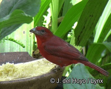 Hepatic Tanager (Highland) - ML201253651