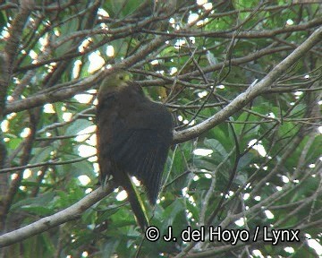 Cacique Dorsirrufo (grupo angustifrons) - ML201253661