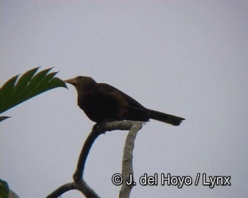 Russet-backed Oropendola (Russet-backed) - ML201253671