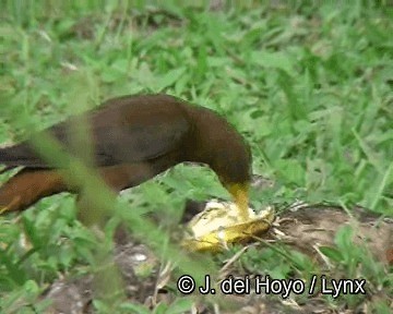 Cacique Dorsirrufo (grupo angustifrons) - ML201253681