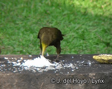 Cacique Dorsirrufo (grupo angustifrons) - ML201253691