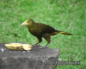 Cacique Dorsirrufo (grupo angustifrons) - ML201253701