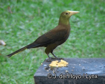 Cacique Dorsirrufo (grupo angustifrons) - ML201253711