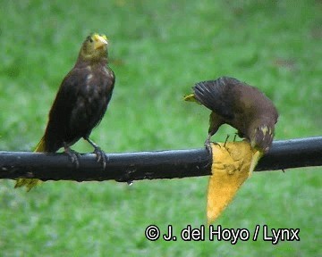 Cacique Dorsirrufo (grupo angustifrons) - ML201253721