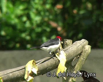 Silver-beaked Tanager - ML201253761