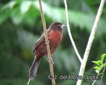 Tangara Picoplata - ML201253771