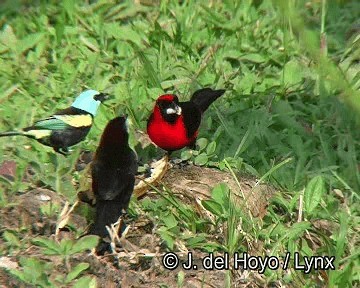 Masked Crimson Tanager - ML201253781