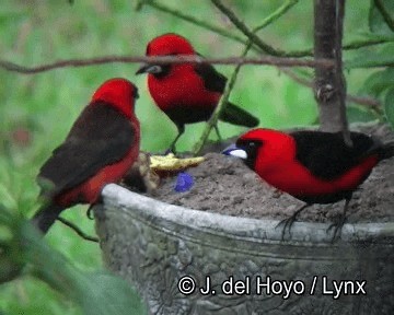 Masked Crimson Tanager - ML201253791