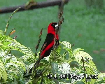 Masked Crimson Tanager - ML201253801