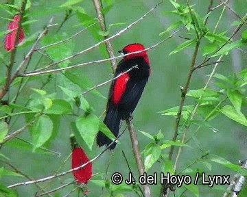 Masked Crimson Tanager - ML201253811