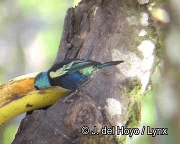 Blue-necked Tanager - ML201253881