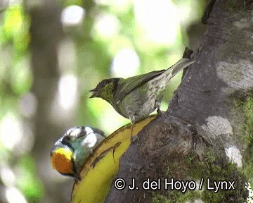 Saffron-crowned Tanager - ML201253981