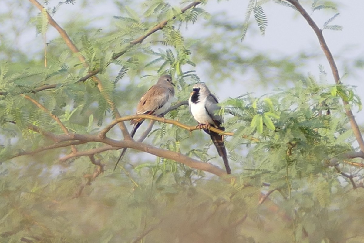 Namaqua Dove - Peter Kaestner
