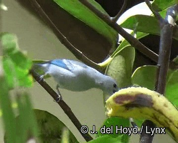 Blue-gray Tanager (White-edged) - ML201254071