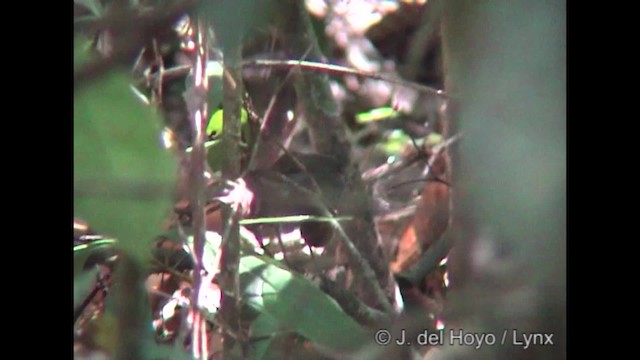 Rufous-capped Antthrush - ML201254121