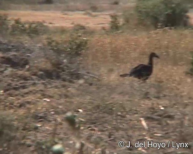 Abyssinian Ground-Hornbill - ML201254181