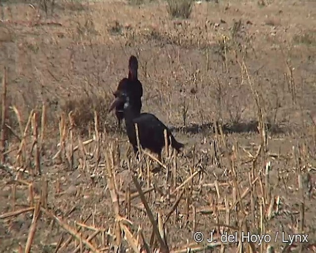 Abyssinian Ground-Hornbill - ML201254191