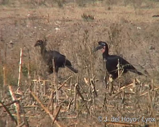 Abyssinian Ground-Hornbill - ML201254201