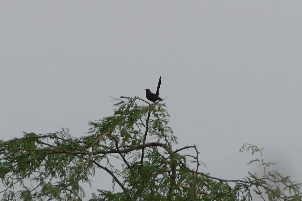 Black Scrub-Robin - ML20125421