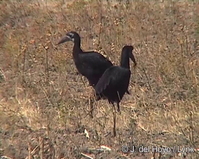 Abyssinian Ground-Hornbill - ML201254211