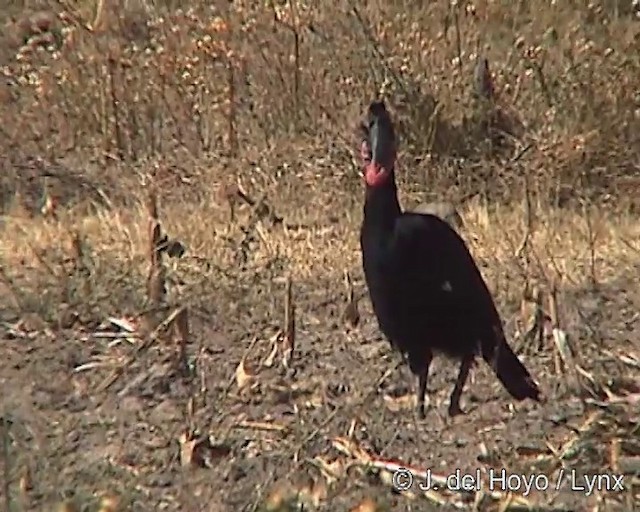 Abyssinian Ground-Hornbill - ML201254221