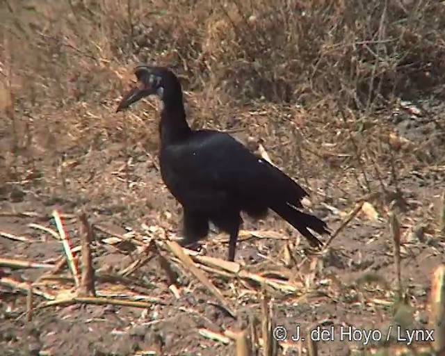 Абиссинский рогатый ворон - ML201254231