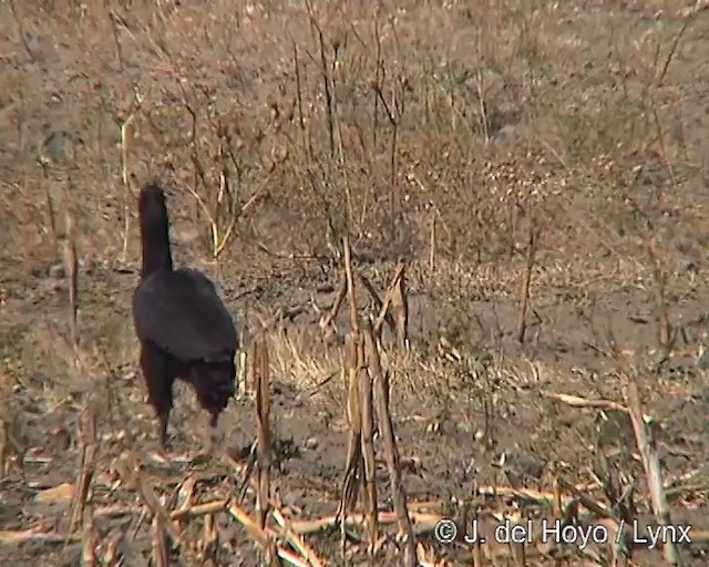 Abyssinian Ground-Hornbill - ML201254241