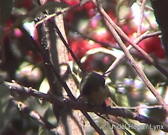 Elfennektarvogel (pulchellus) - ML201254261