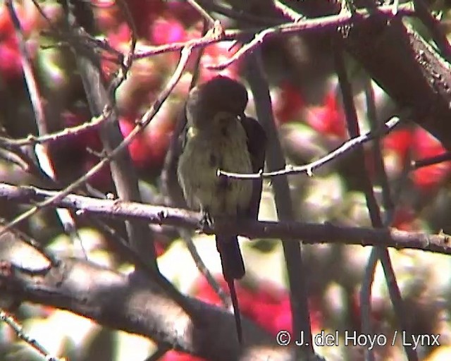 strdimil nádherný (ssp. pulchellus) - ML201254271