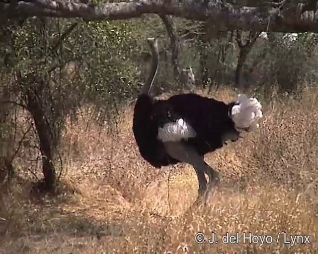 Somali Ostrich - ML201254331